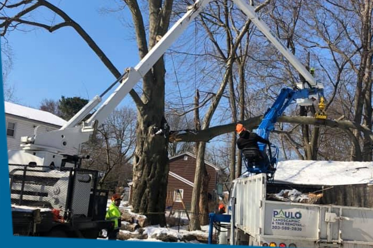Tree Removal Services in New Haven, CT